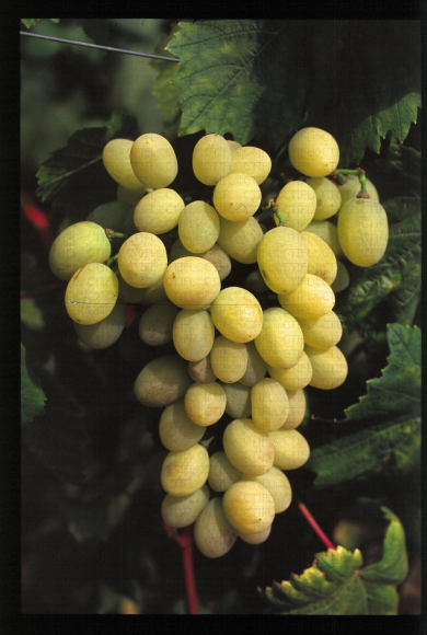 Variété de raisin blanc apyrene, XE 11